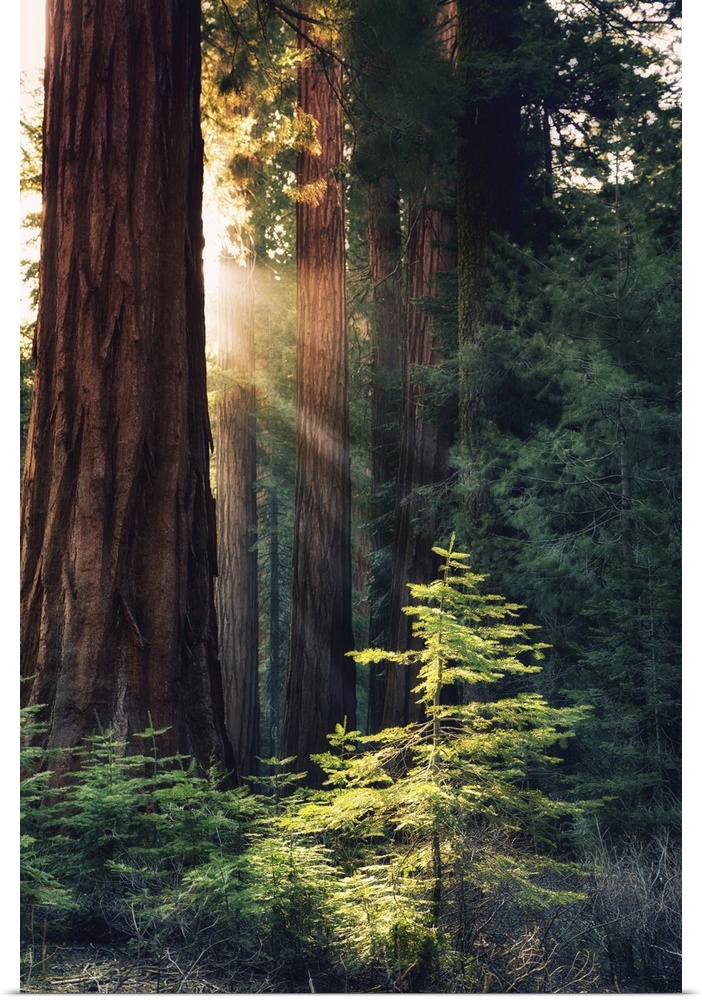Redwood National Park, California - Sunlit Trees