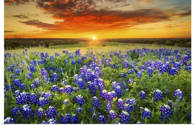 Texas Bluebonnet Flower Field & Sunset