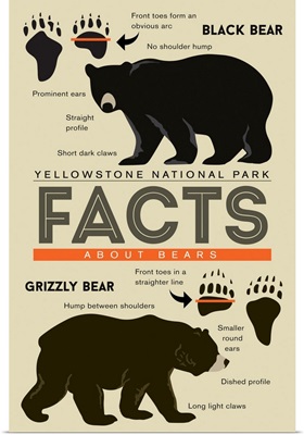 Yellowstone National Park, Wyoming - Facts About Bears - Grizzly & Black Bear