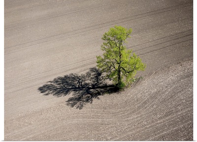 Lonely Tree, Richmond, Canada - Aerial Photograph