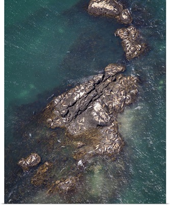 Seals Sun Bathing, Downeast, Maine, USA - Aerial Photograph