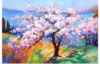 Cherry Blossom Glory