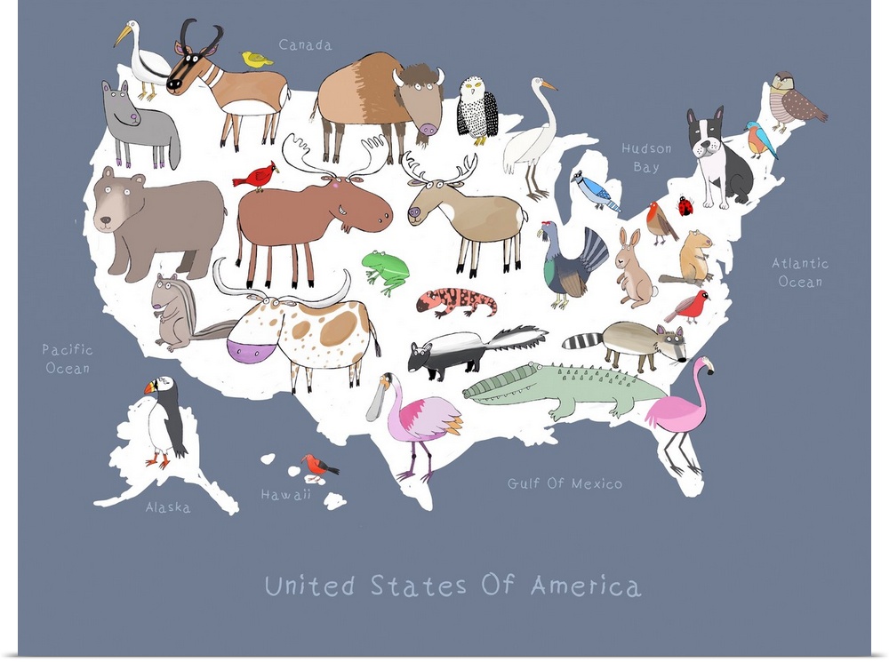 United States Of Animals