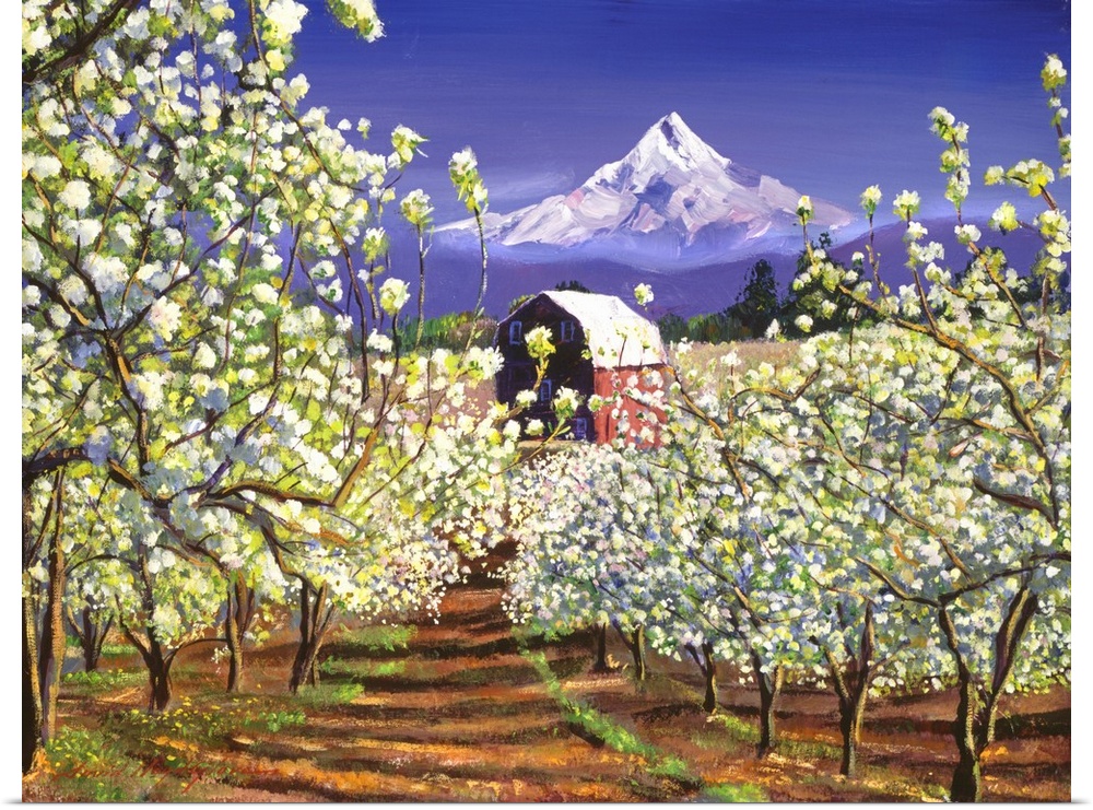 An apple orchard in spring bloom. Mount Hood forms the backdrop.