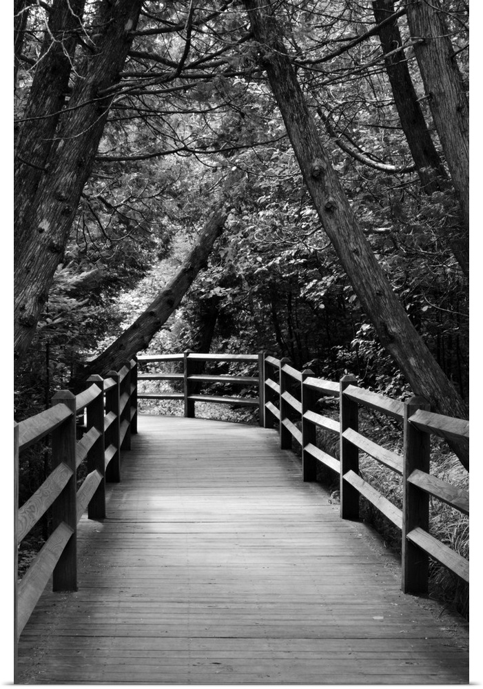 Black and white photograph of a wood plank walkway through a cedar forest.