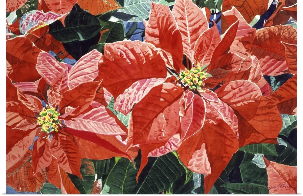 Painting of large poinsettia flowers with broad red petals.