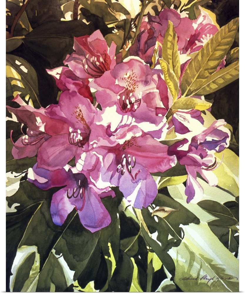 Painting of a group of pink rhododendrons.