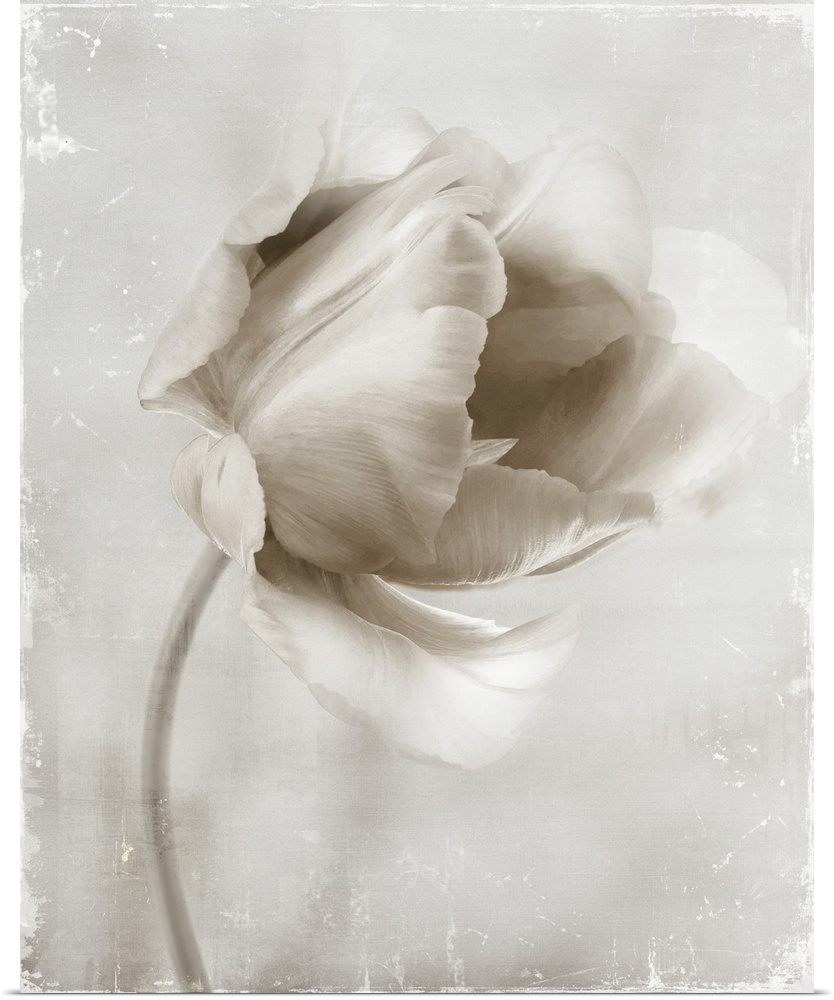 Image of a single flower in neutral tones with a distressed overlay.