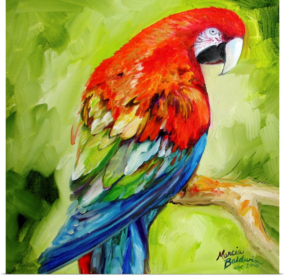 A macaw parrot in tropical theme color palette.