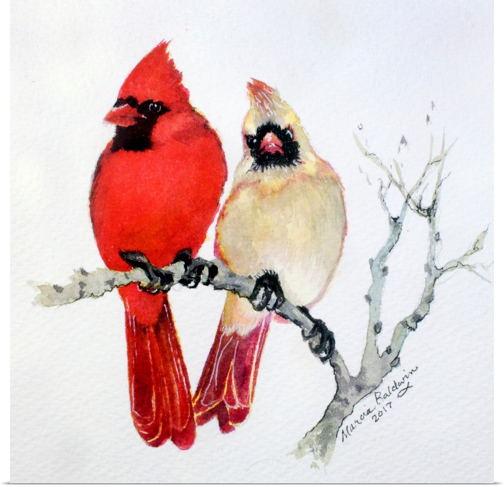 Watercolor painting of two cardinals, one male (red) and one female (off red), perched on a Winter branch with a white bac...