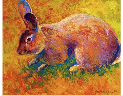 Cottontail II
