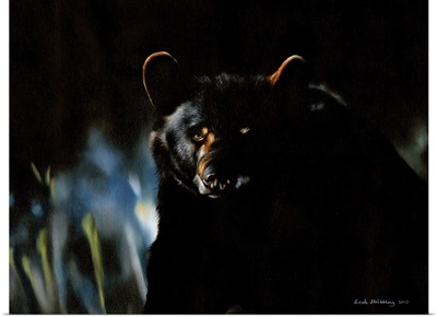 Black Bear At Night