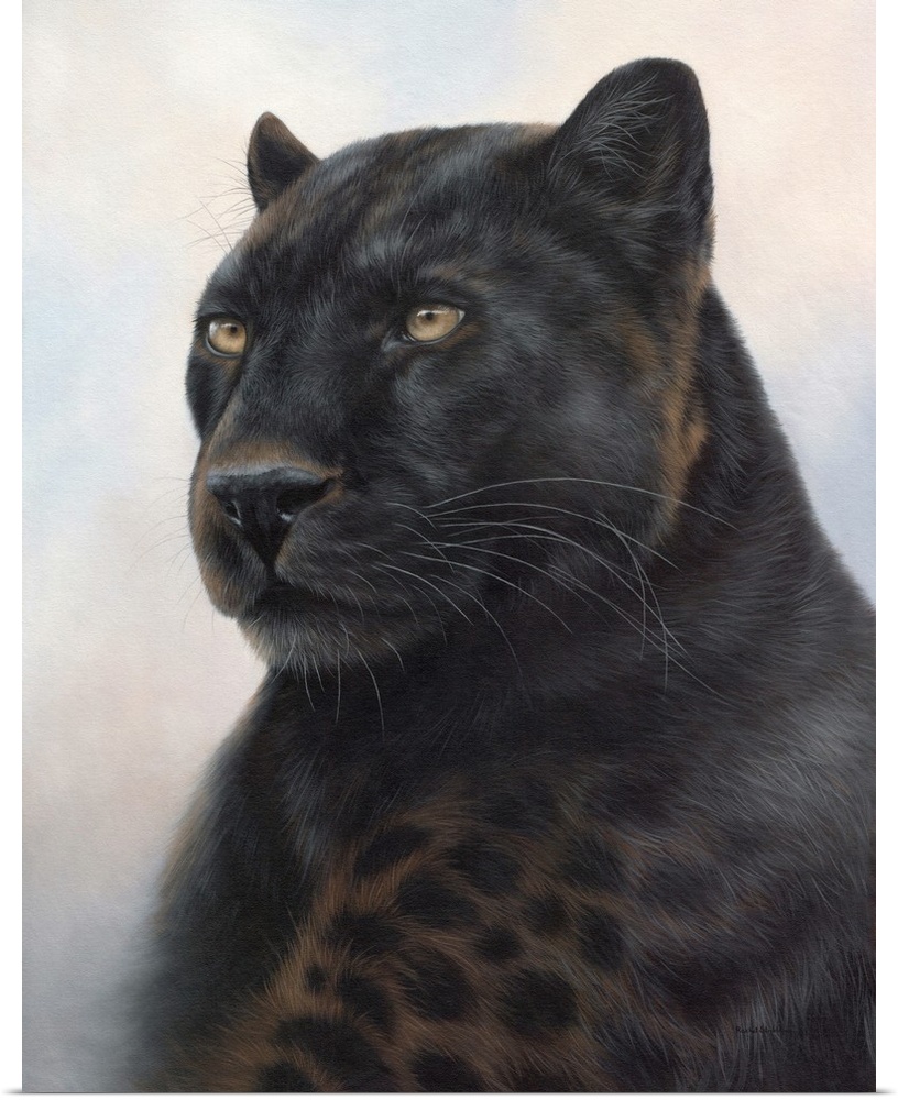 Portrait of a black leopard.