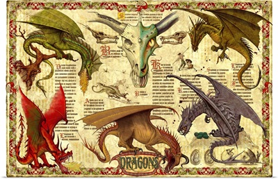 Dragon Study I