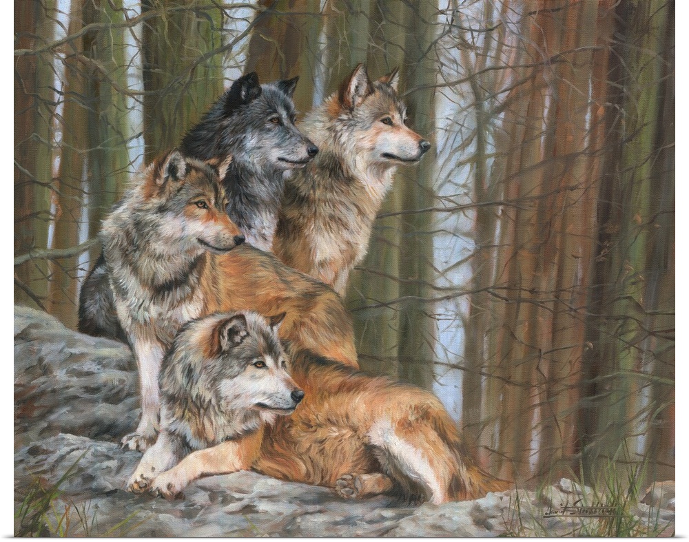 Four Grey Wolves (one in dark phase) together in forest.