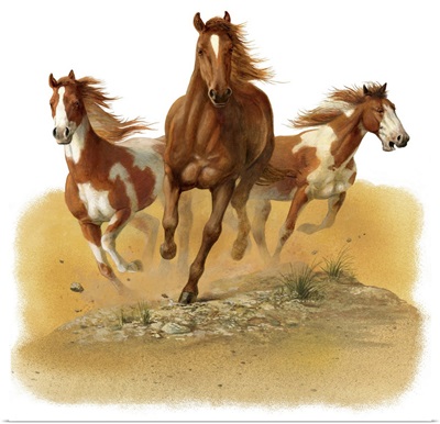 Horses In The Desert