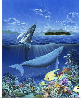 Living Ocean - Whales