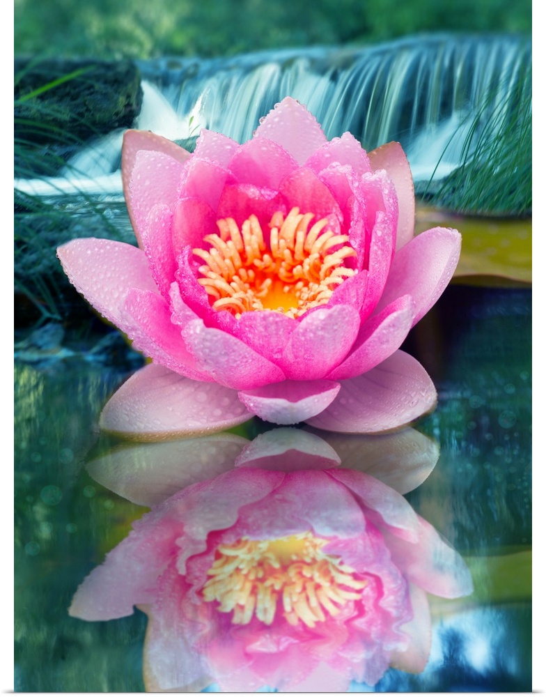 Reflecting photograph of a pink lotus flower with a waterfall in the background.