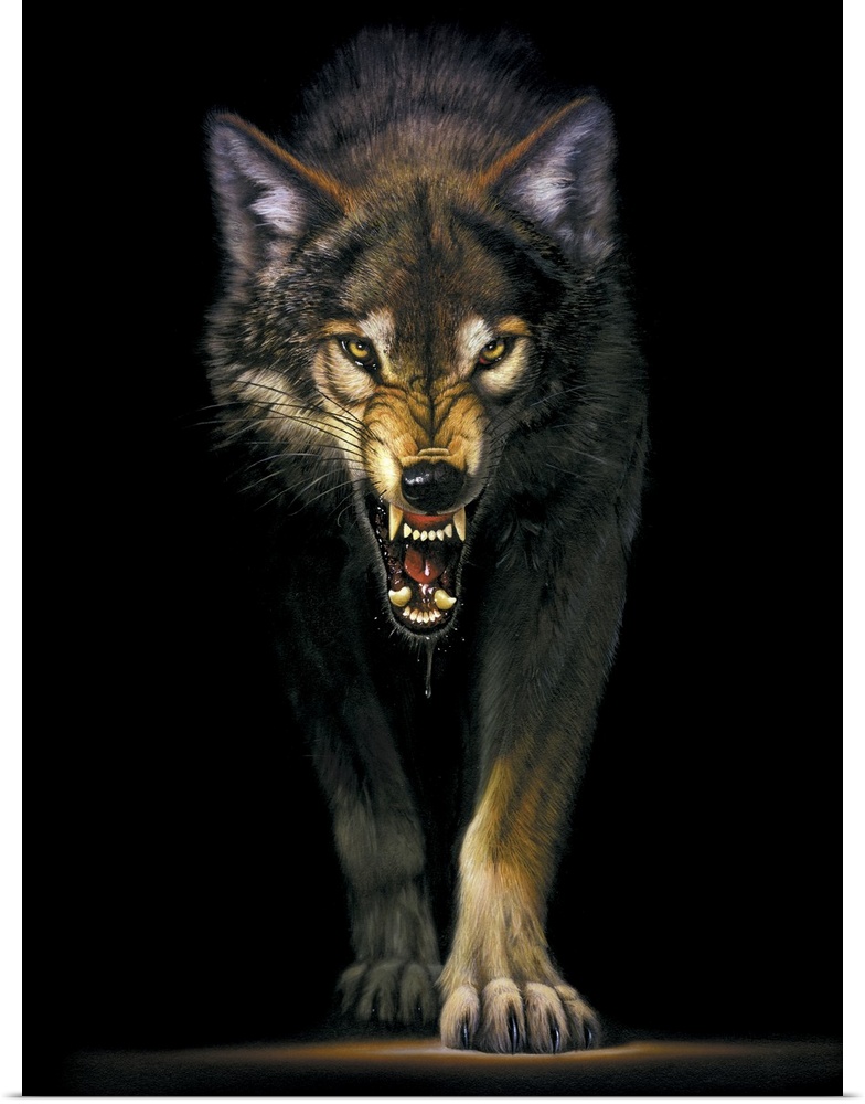 Portrait, large wall picture of a fierce wolf approaching out of the darkness, his lips curled back to reveal large, gnash...