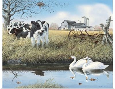 Stream Companions - Swans And Cows