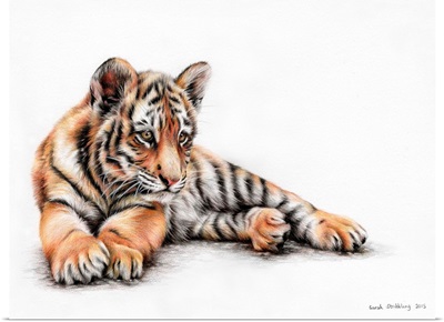 Tiger Cub Colour Pencil Drawing