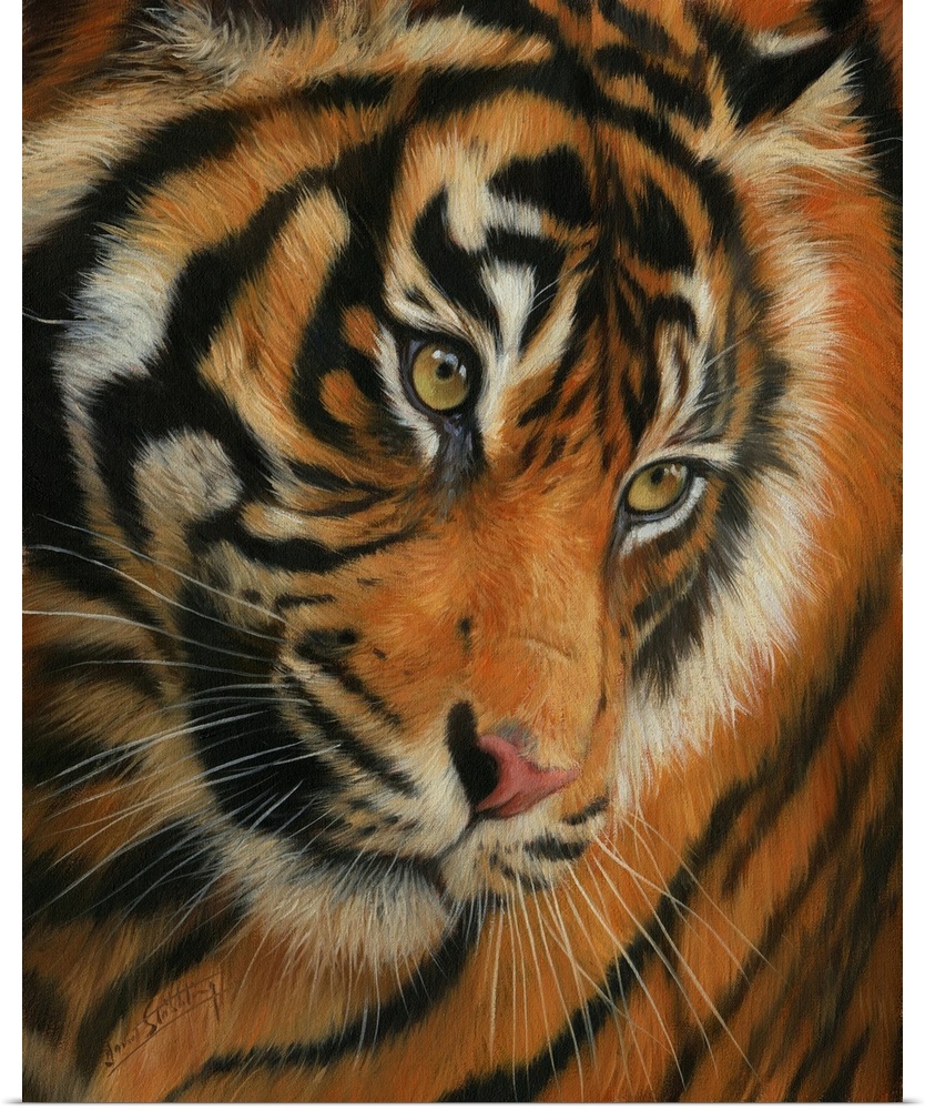 Contemporary painting of a Siberian tiger staring at something with intent.