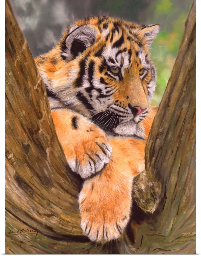 Amur Tiger cub resting in crook of tree. Oil on canvas