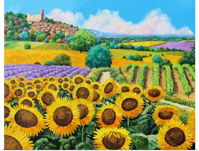Vineyards And Sunflowers In Provence