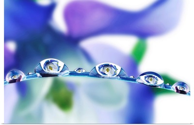 Water Drop Flowers