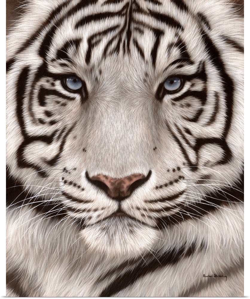 Close up portrait of a white tiger face.