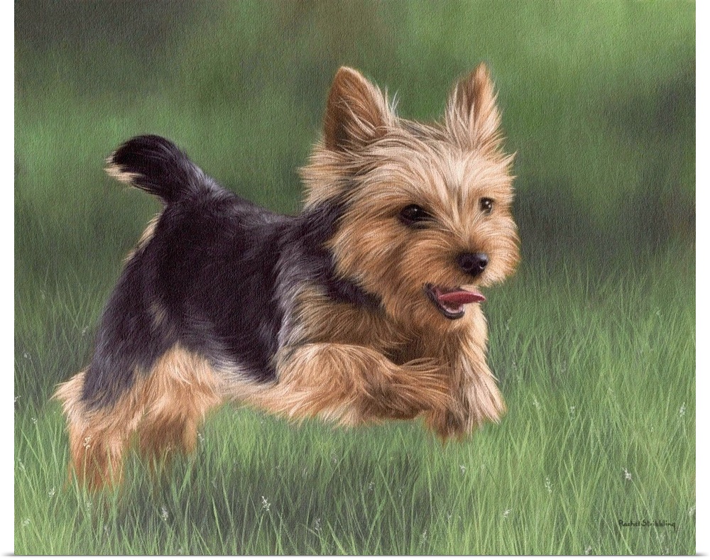 Contemporary artwork of a Yorkshire Terrier running through grass.