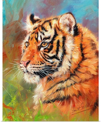 Young Amur Tiger