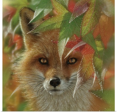 Autumn Red Fox