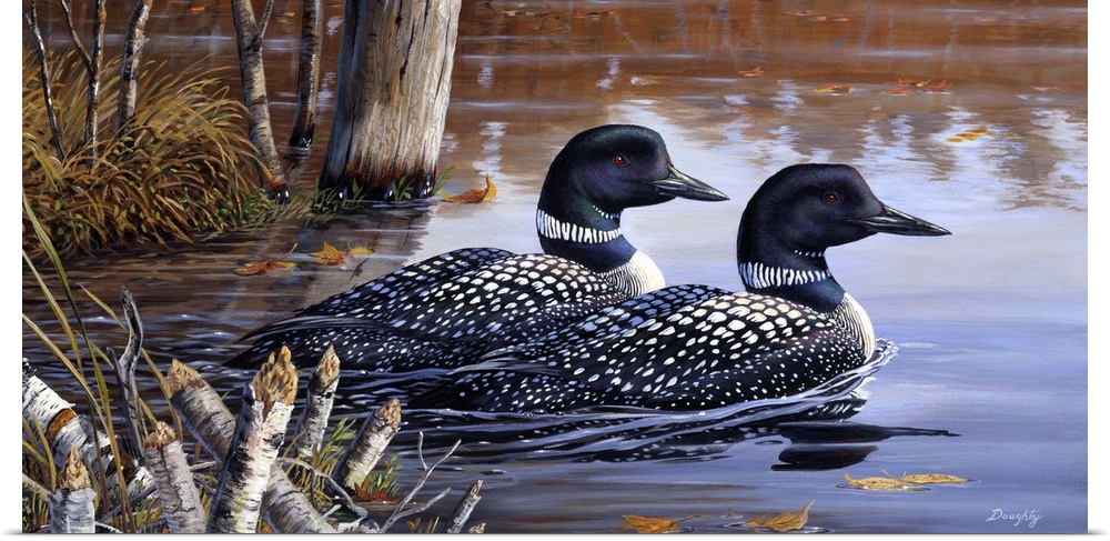 A pair of loons swimming on the water.