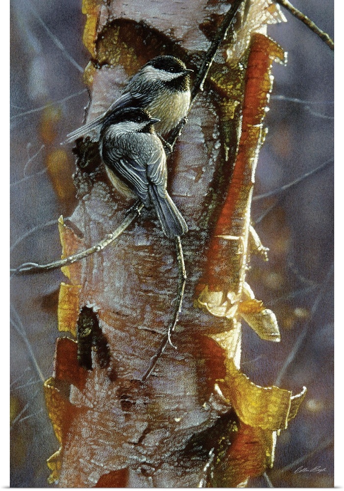 Black-Capped Chickadees - Sunlit Birch