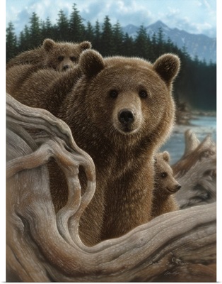 Brown Bears - Backpacking