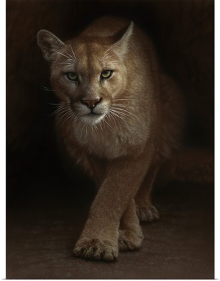 Cougar - Emergence