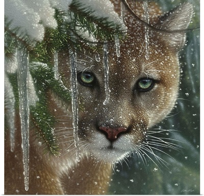 Cougar - Frozen