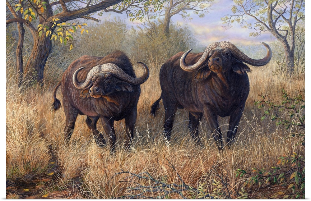 Artwork of a pair of African buffalo walking through tall brush.