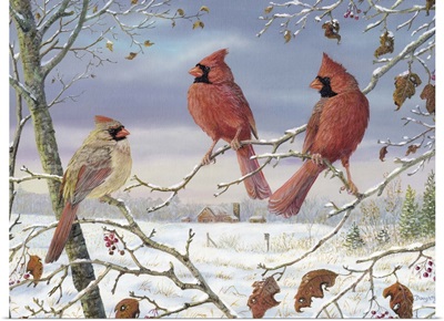 First Snow Cardinals