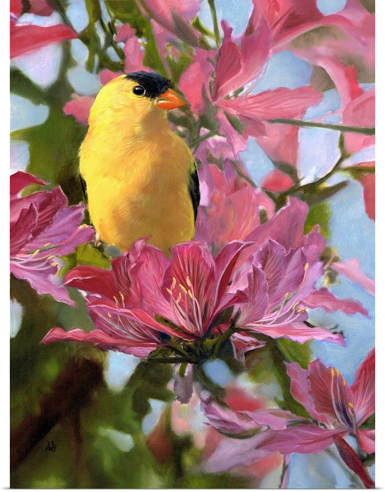 Painting of a male goldfinch sitting on a pink flower.
