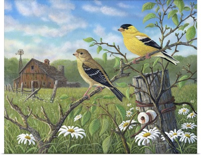 Golden Moment Finches