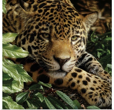 Jaguar - At Rest