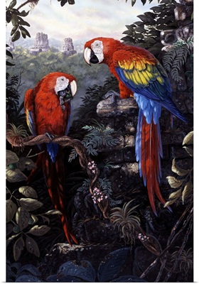 Macaws - Red