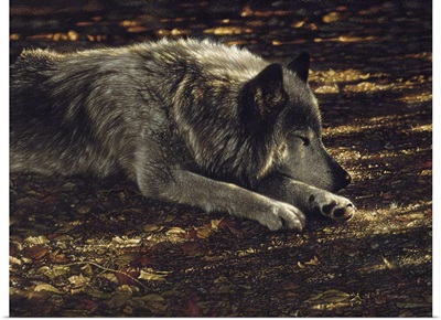 Resting Wolf
