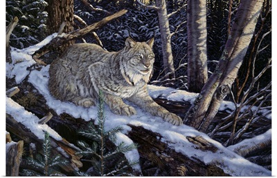 Snow Moon Lynx
