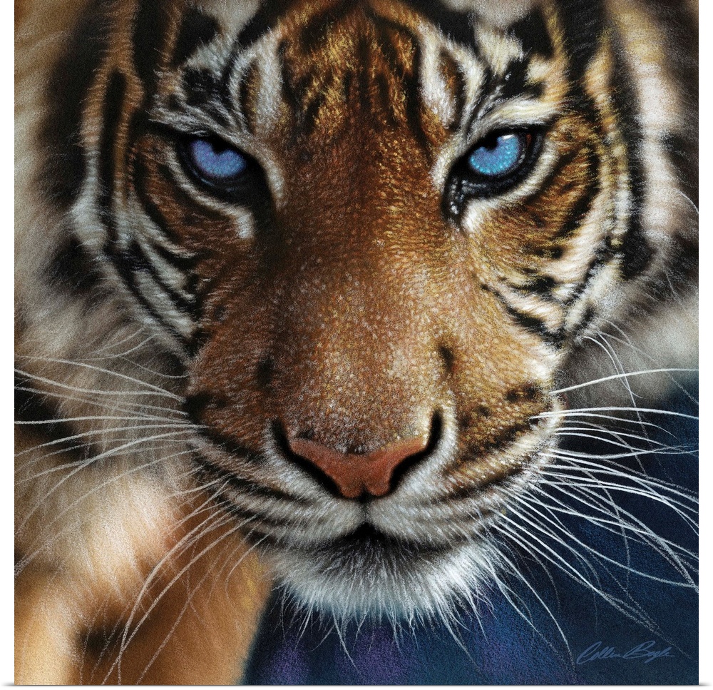 Tiger - Blue Eyes