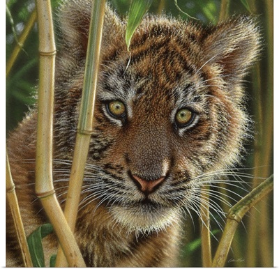Tiger Cub - Discovery