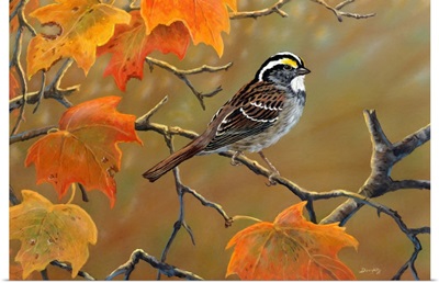 Whitethroated Sparrow