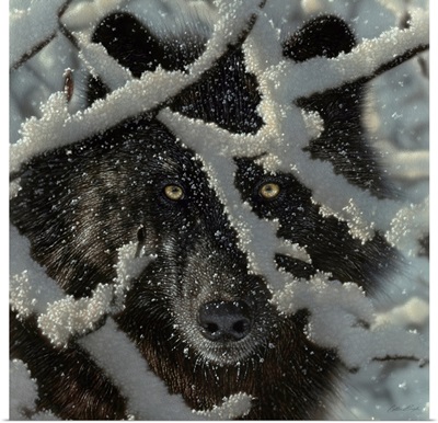 Winter Black Wolf